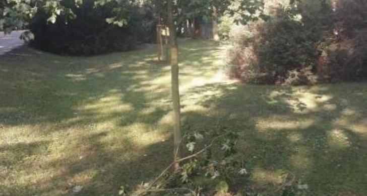polámané větve.jpg